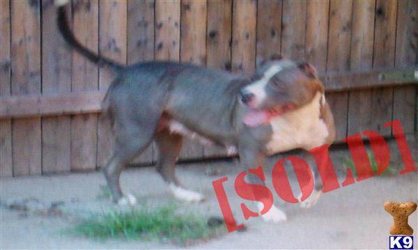 American Pit Bull, Gotti female, UKC register 
